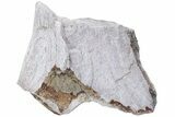Fossil Titanothere (Megacerops) Limb Bone End - South Dakota #229052-1